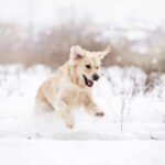 6 Winter Safety Tips For Dogs With Active Lifestyles